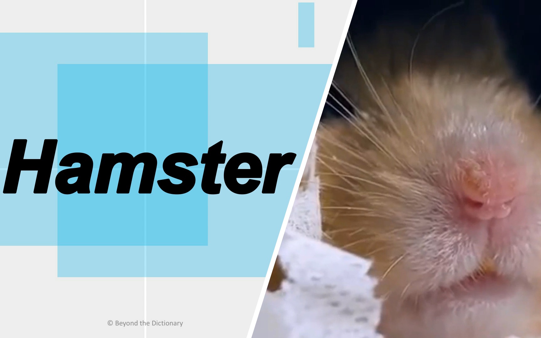 动物英语hamster你有养过这个动物么