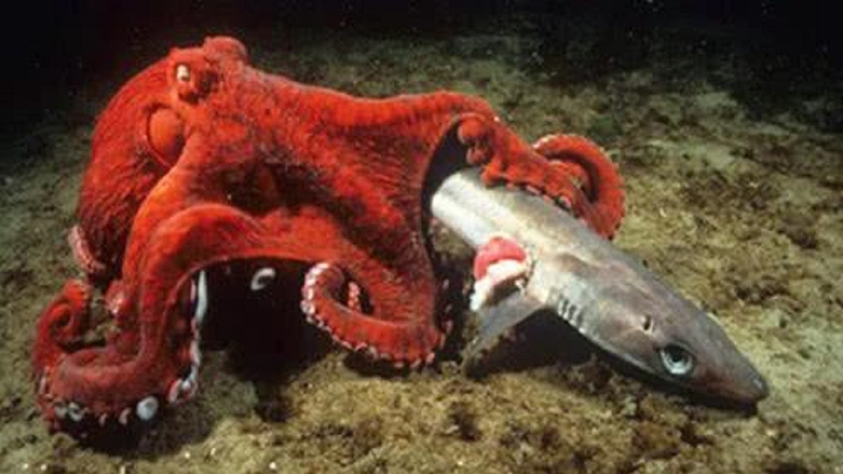 深海霸王鱼被活活吞噬!镜头实拍,巨型章鱼霸气捕食瞬间