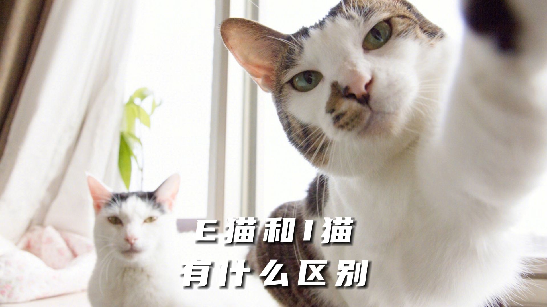 E猫和I猫的区别?别太真实哔哩哔哩bilibili