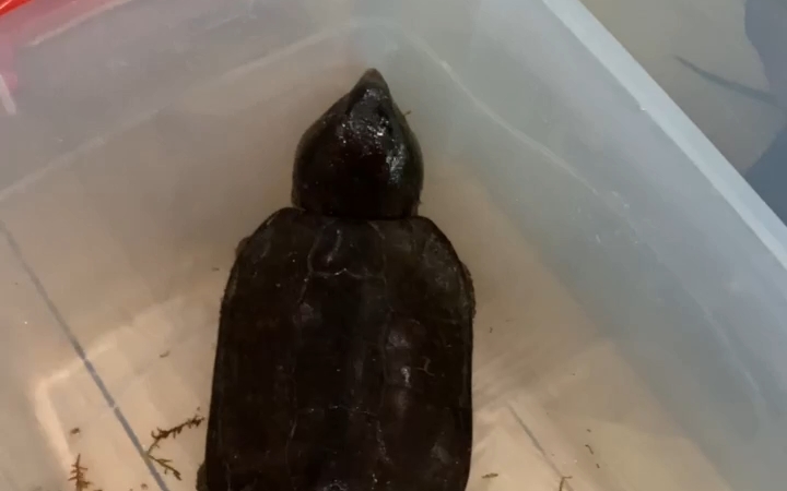 顶级龙尾巨头鹰嘴龟