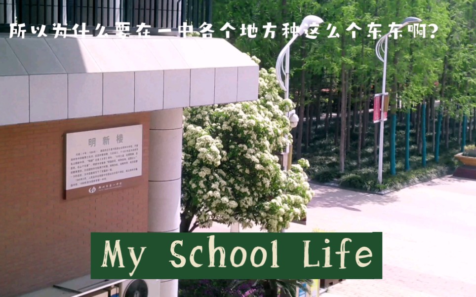 【My School Life】所以谁能告诉我为什么郑州一中要种那么多石楠花?!!哔哩哔哩bilibili