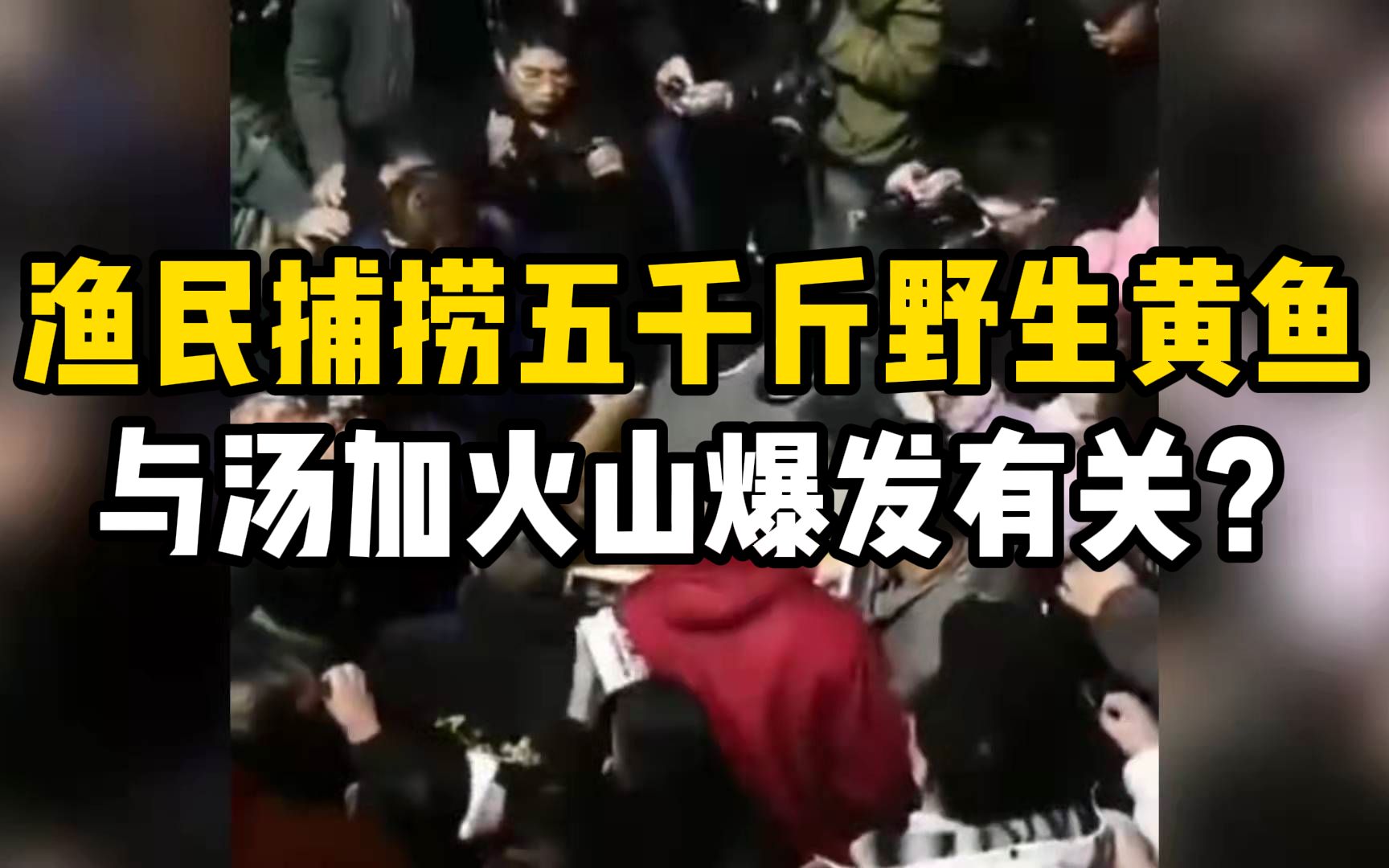 渔民一网捕捞近5000斤野生大黄鱼,与汤加火山爆发和海啸有关?专家:另有原因哔哩哔哩bilibili