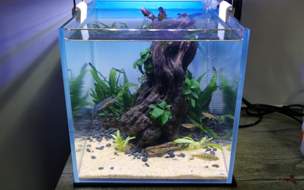 【百元成本】20方缸草缸造景