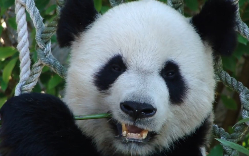 [旅美]大熊猫乐乐狂干饭 顶流专用摄影师拍摄 -2011.11.28