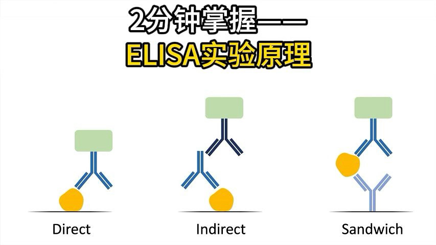 ELISA 技术精准检测蛋白质,拥有多种变体,如直接、间接和夹心 ELISA.快来了解这一强大的免疫测定技术吧!#ELISA #蛋白质检测 #免疫测定技术哔哩...