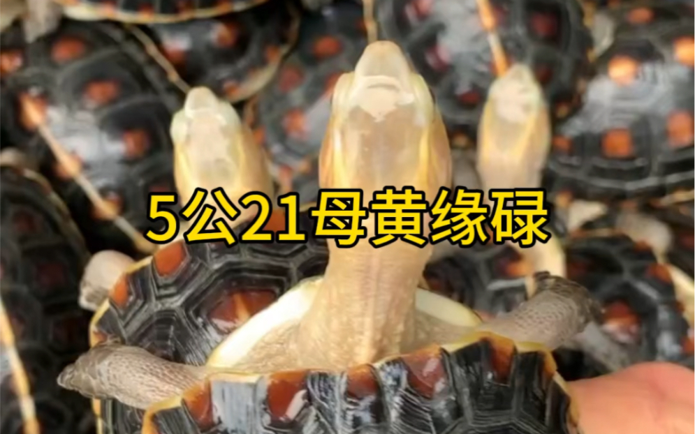 5公21母精挑细选蜘蛛网纹黄缘碌,正宗玩家货纯防野生养殖,现龟更加