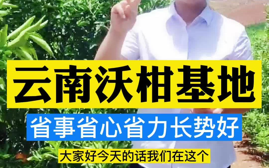 云南沃柑用什么肥料长得好?沃柑用什么复合肥料长势好?哔哩哔哩bilibili