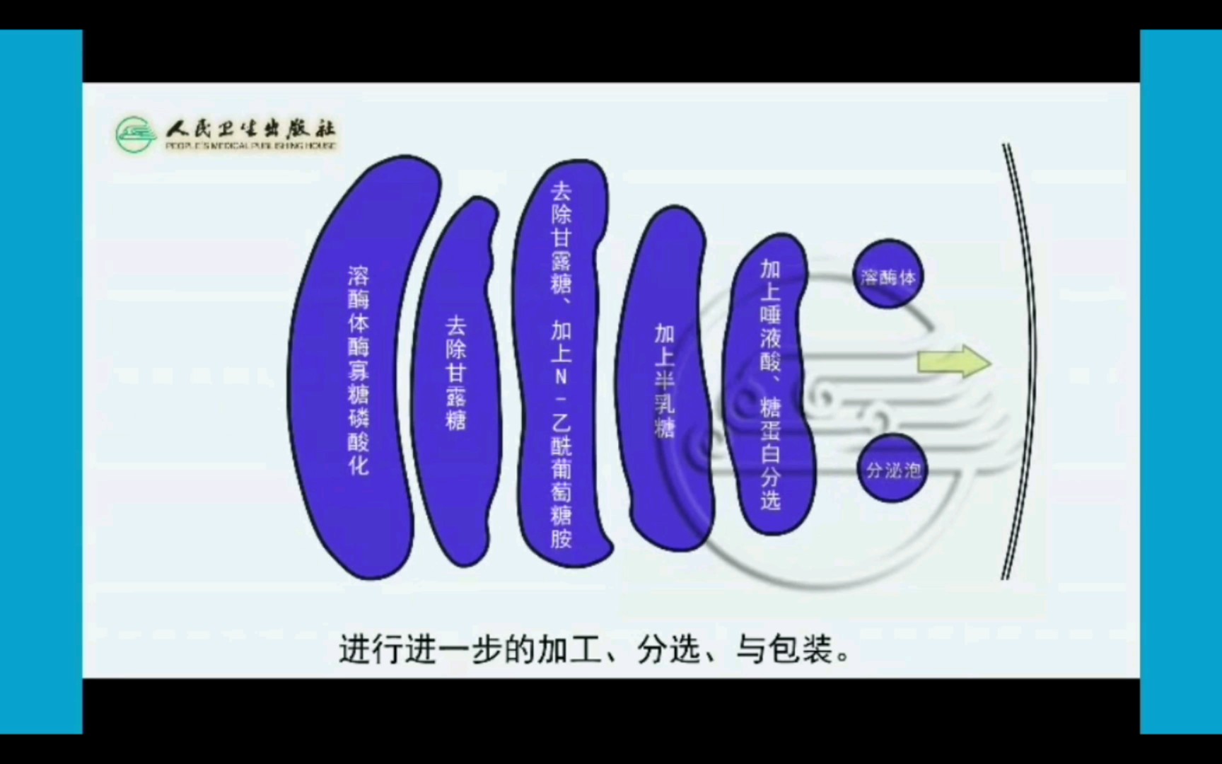 【细胞生物学】高尔基复合体是蛋白质糖基化修饰加工的流水线哔哩哔哩bilibili