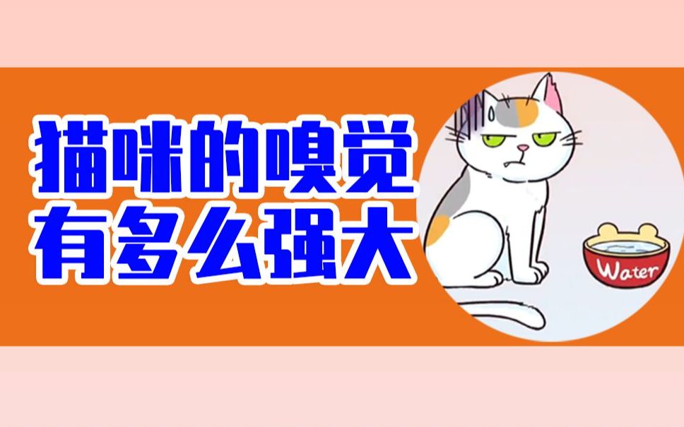 猫咪的嗅觉,究竟有多么强大哔哩哔哩bilibili