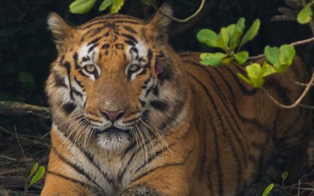 孙德尔本斯的孟加拉虎世界上最危险的猛兽