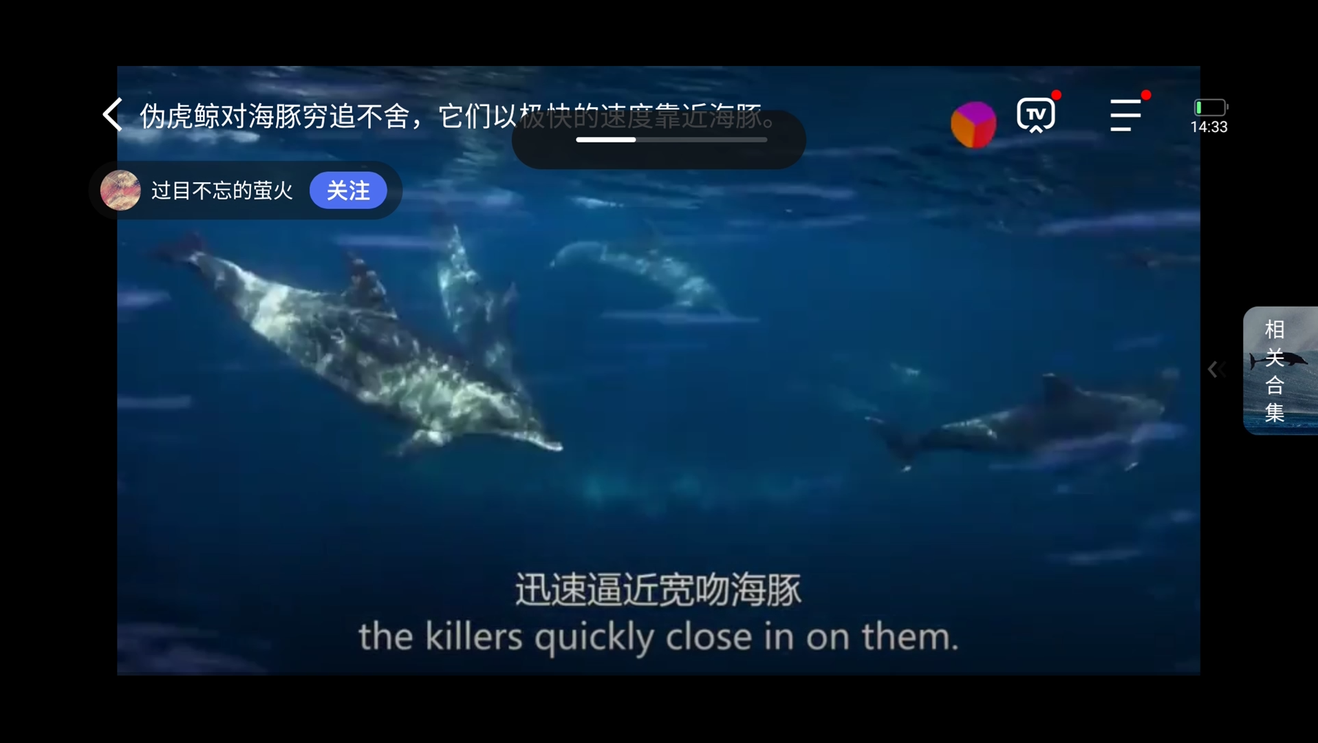 伪虎鲸与宽吻海豚