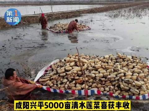 [图]【#咸阳兴平5000亩清水莲菜喜获丰收#】随着春节的临近，咸阳兴平市5000亩清水莲菜也迎来了丰收季