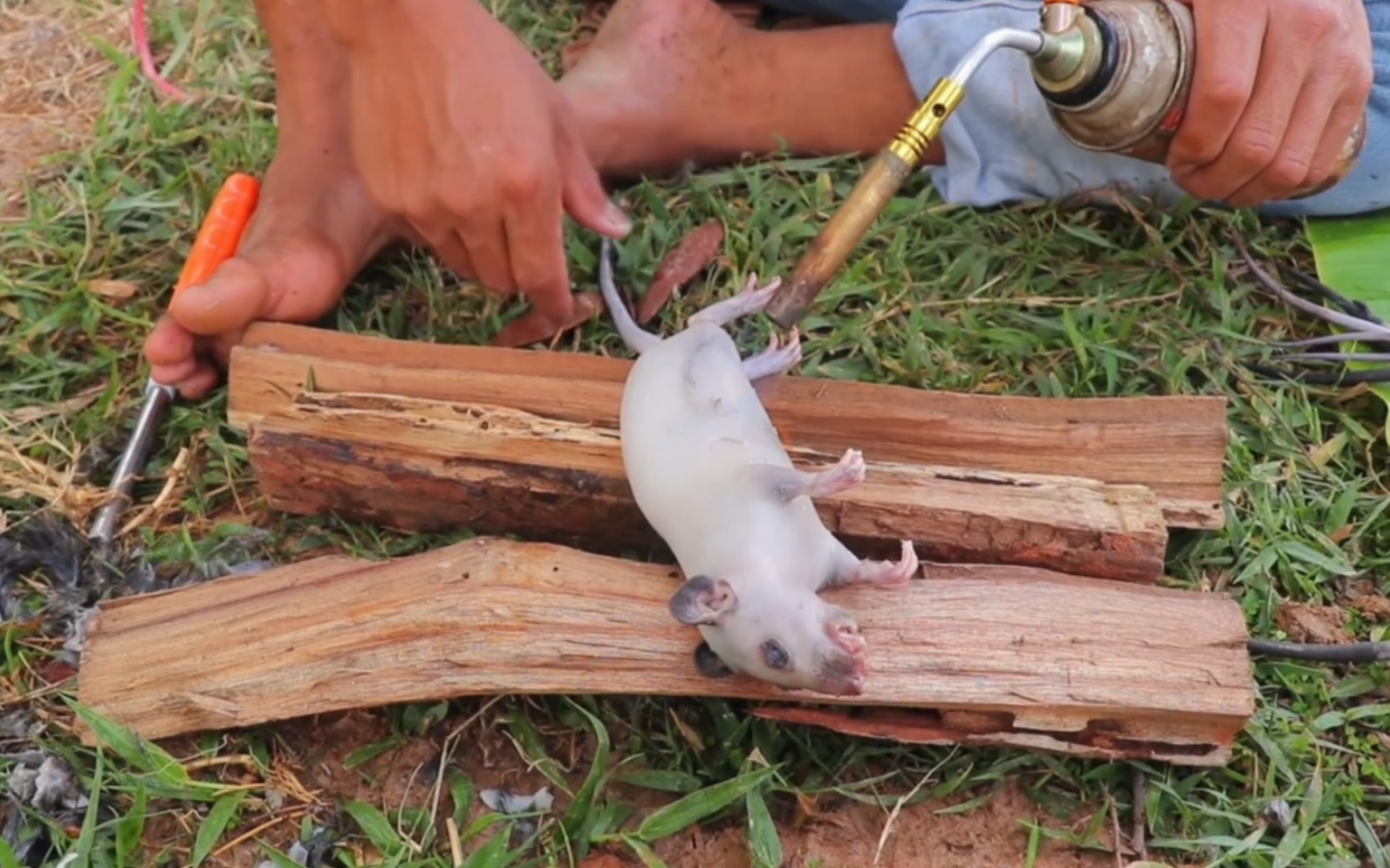 易拉罐烤长尾兔,肉质鲜嫩肥美!