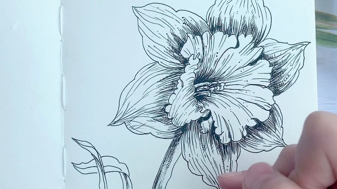 《水仙花线描写生一》_哔哩哔哩_bilibili