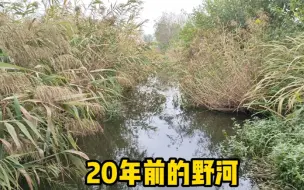 Tải video: 这就是野钓，寻觅水中大鲫鱼，意犹未尽！