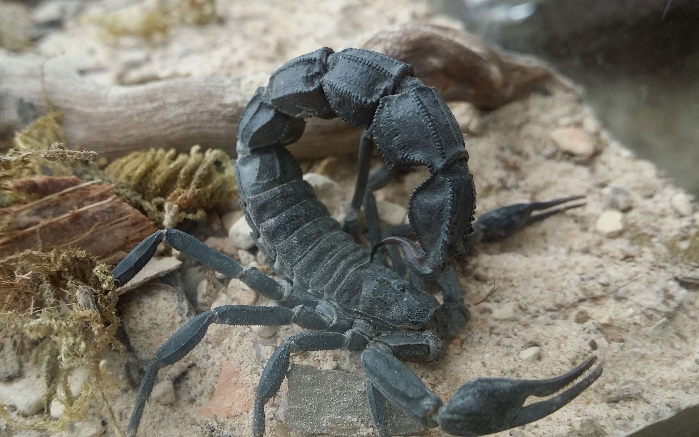 【蝎子】毛里塔尼亚杀人蝎androctonus mauritanicus展示