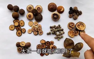 Download Video: 大锤说中药-（下篇）中药枳实的前世今生、真伪及不同规格鉴别分享