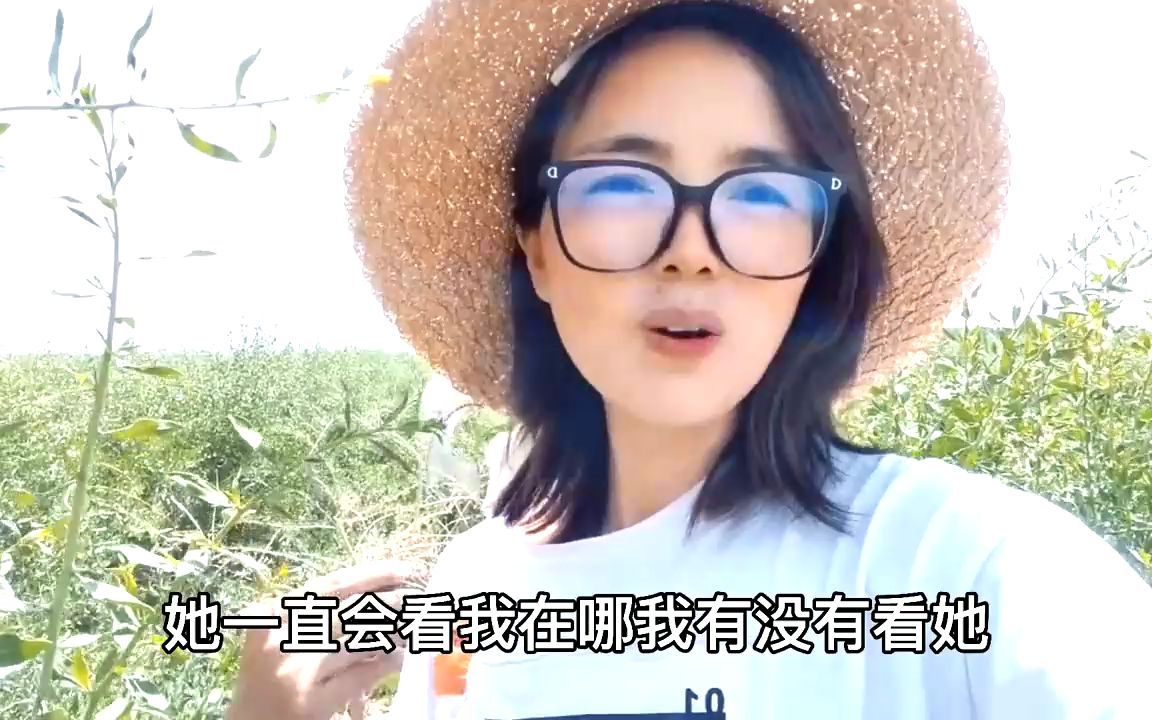 [图]在遥远的大西北青海，没有土地的农民怎么赚钱，全月无休能挣多少