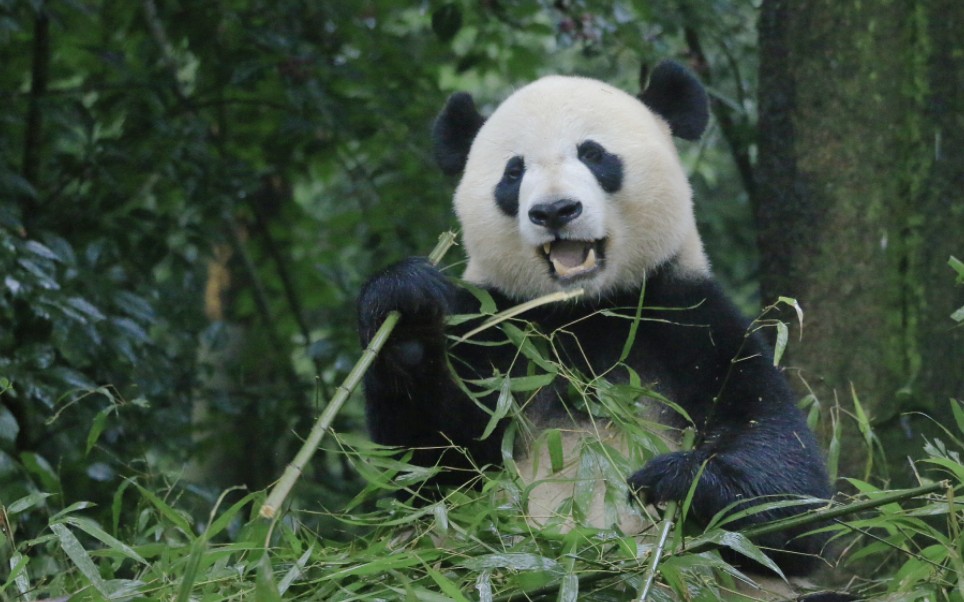 雅安大熊猫基地,大熊猫真可爱!