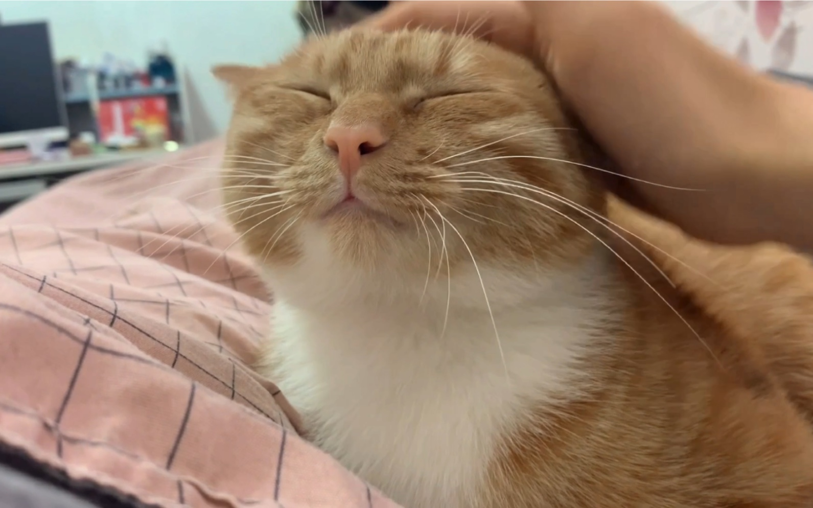 【橘猫】大脸盘子猫咪撸起来是什么感觉