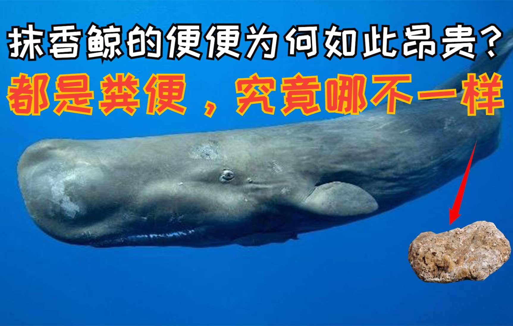 抹香鲸的便便为何如此昂贵?都是粪便,究竟哪不一样