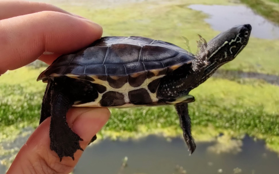 自养外塘中华草龟