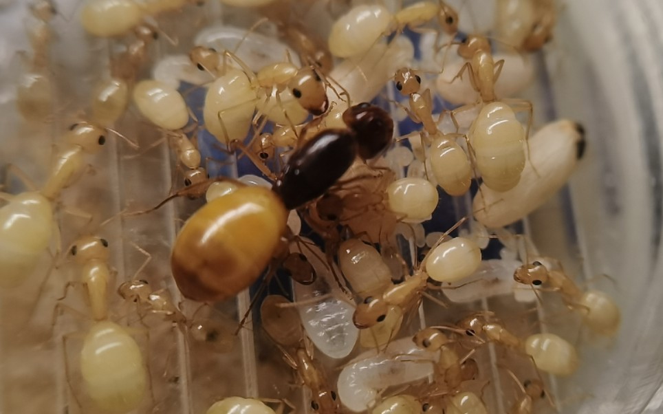 可爱幼虫在线结茧黑金弓背蚁