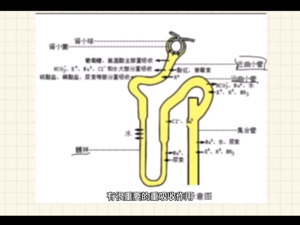 [图]脂肪变性发生于肾时为什么常累及肾近曲小管？让我们一起来看看吧~