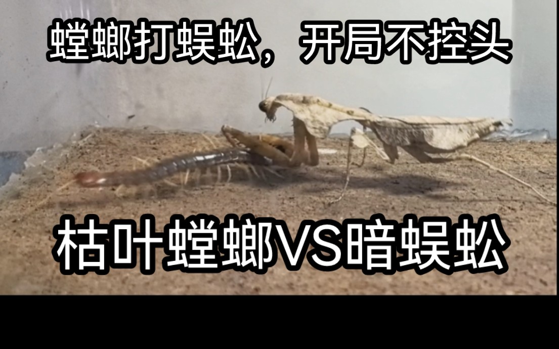枯叶螳螂vs暗蜈蚣(昆虫军vs毒虫军第30集)