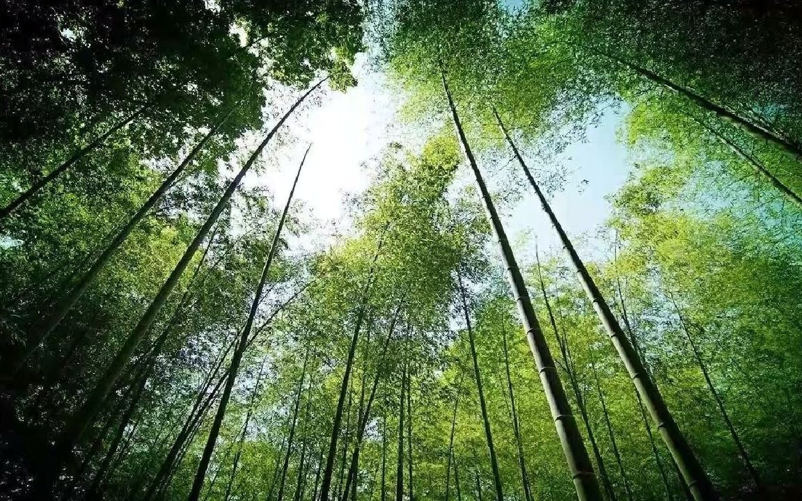 [图]白噪音-风吹过竹林（上）