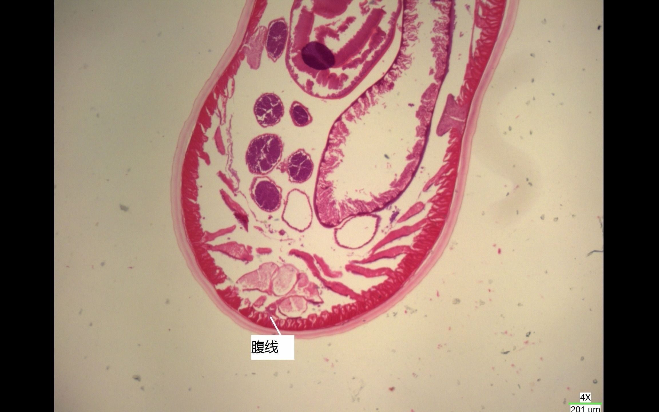 【动物学】第四次实验线虫动物蛔虫哔哩哔哩bilibili