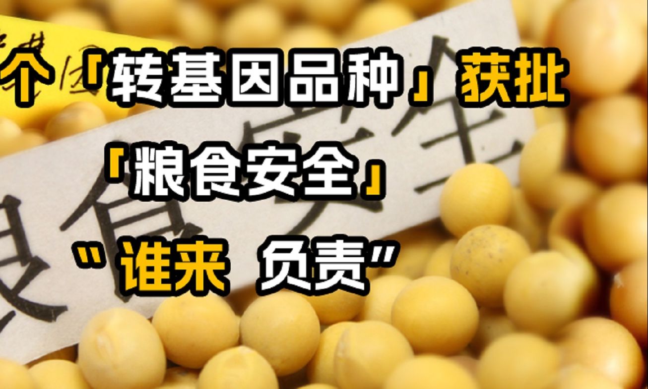 51个『转基因品种』获审定通过,到底谁来为「粮食安全」负责哔哩哔哩bilibili