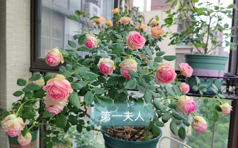 第一夫人月季阳台开的最仙的花花期长淡香