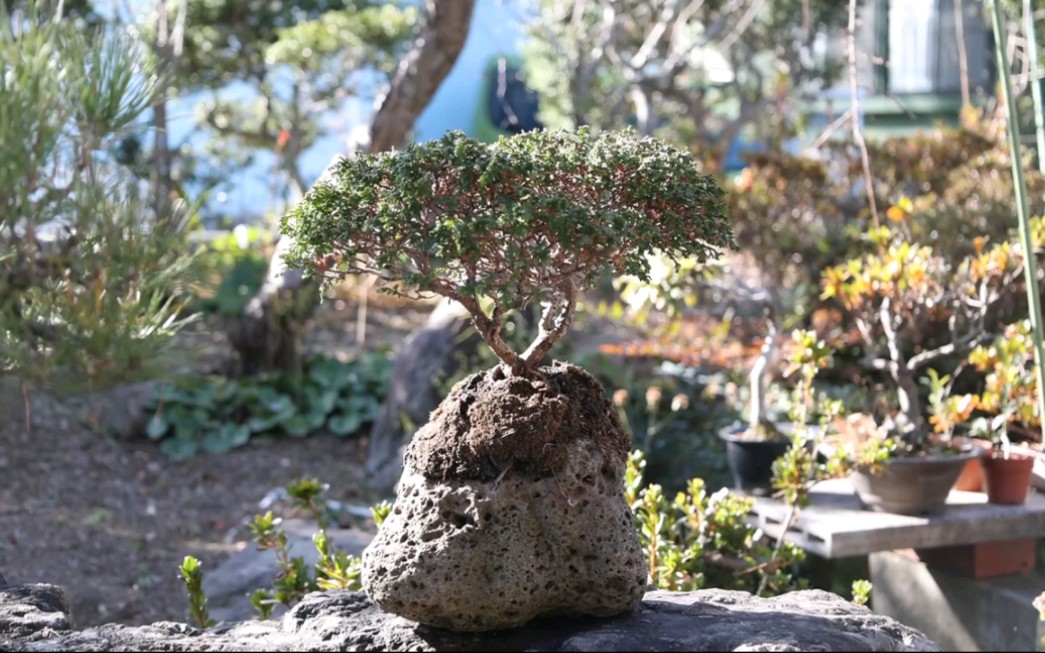 盆景小览(bonsai shinshi)哔哩哔哩bilibili