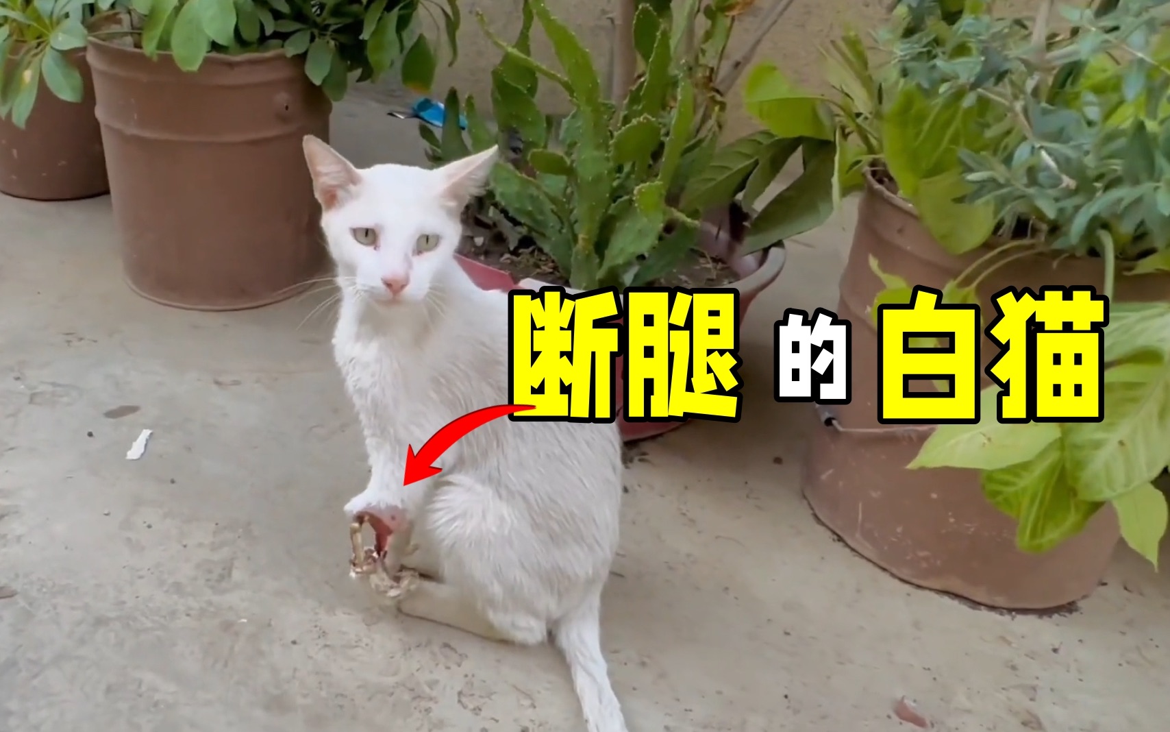 [图]断腿的流浪猫，谁来帮它呢？它在关爱和坚强中找到重生的力量！