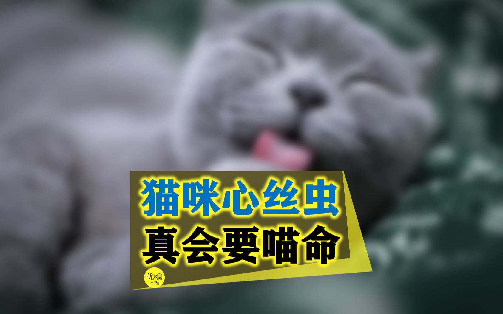 猫心丝虫,要喵命,能预防