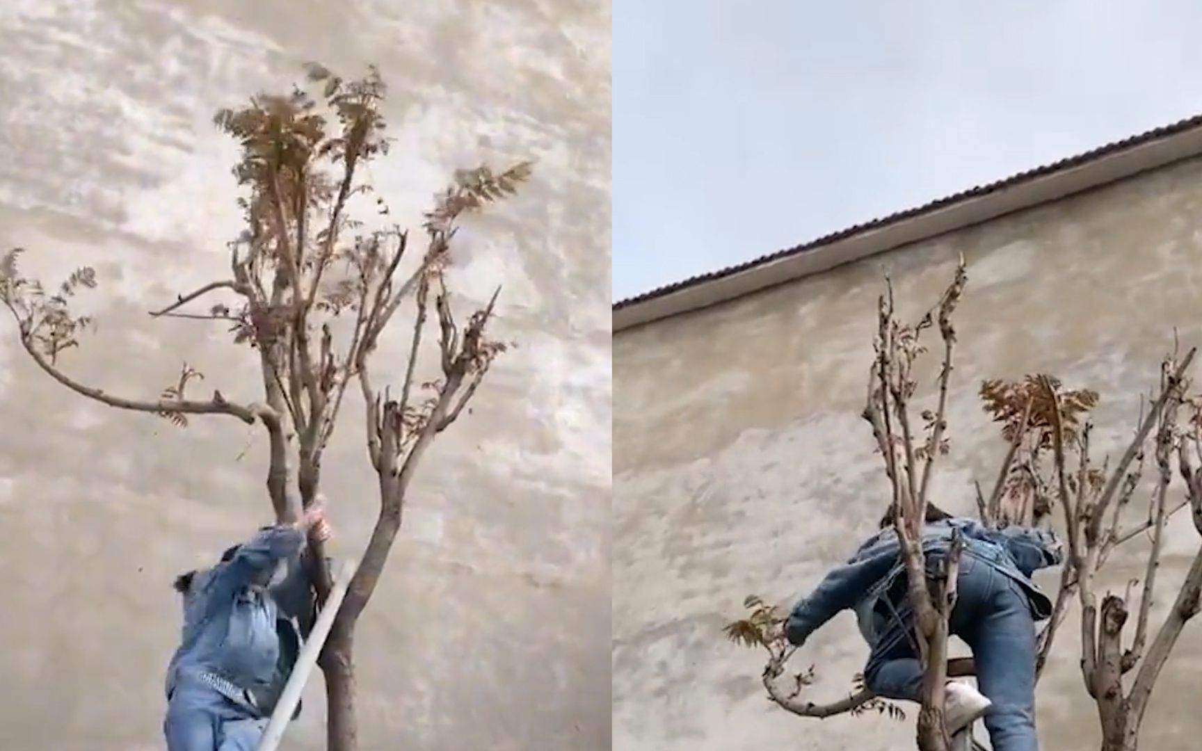 女子为吃香椿搭梯子爬树不慎踩空险掉落一动作网友直呼好身手