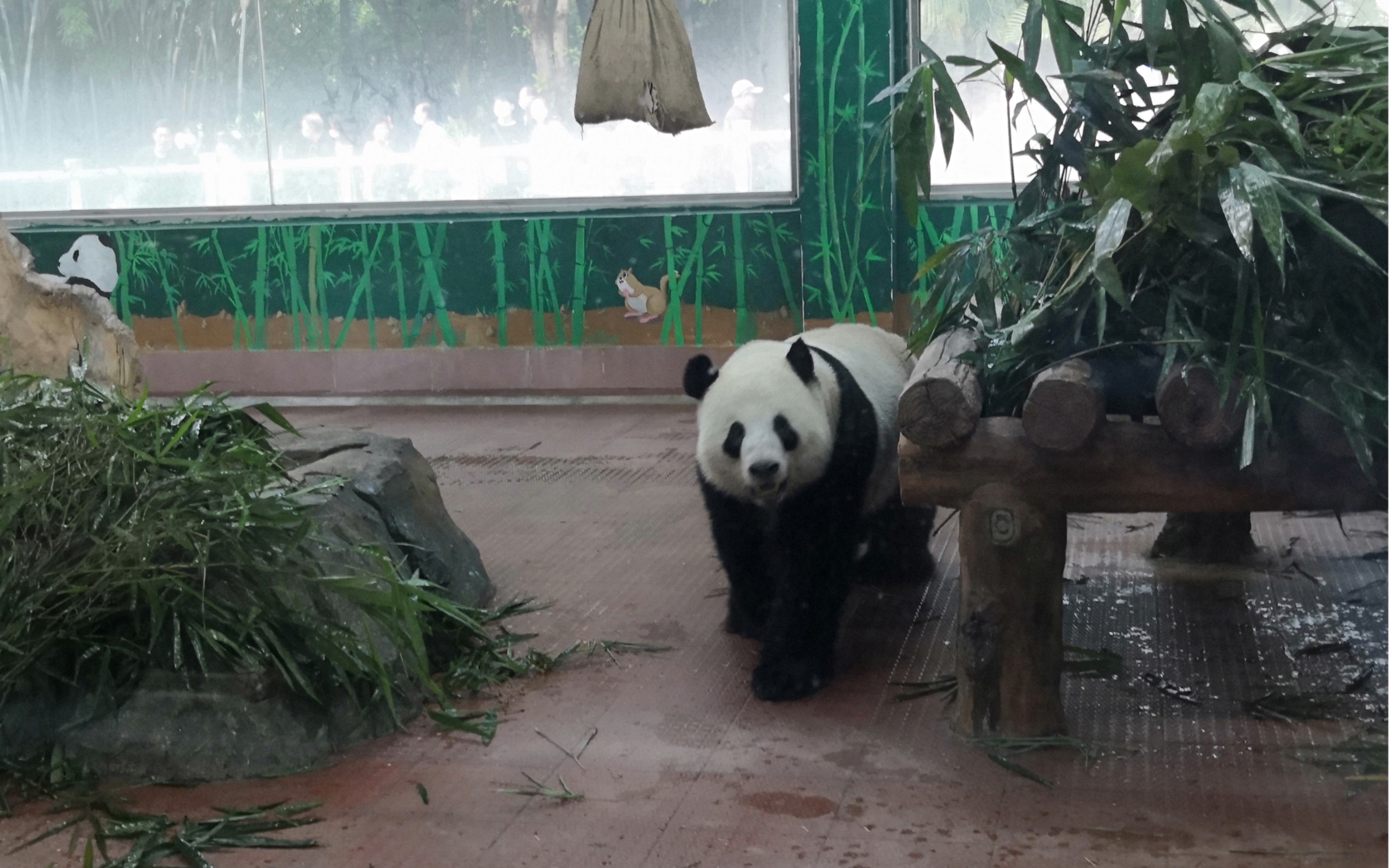 『 广州动物园 』大熊猫
