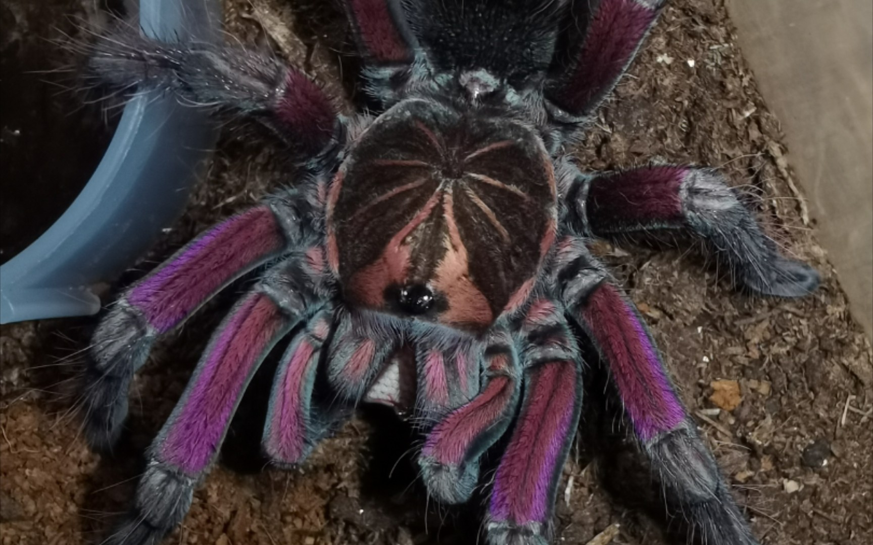 马查拉钢铁蓝食鸟蛛vs蓝尾石龙子(化饲篇)