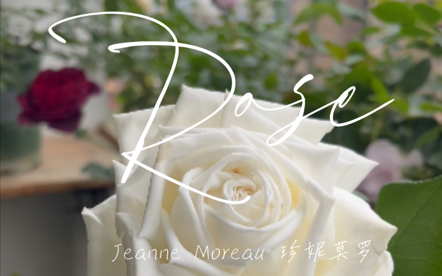 Jeanne Moreau 珍妮莫罗:我心中最美的白色月季白月光!哔哩哔哩bilibili