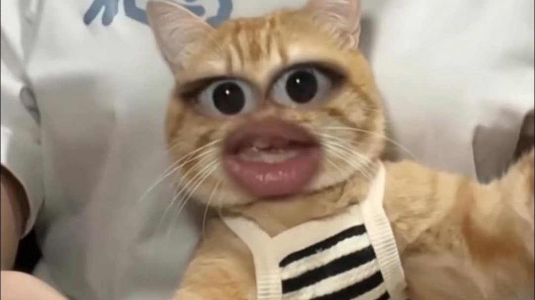 🐱“ 偷 感 ？ ”🐱