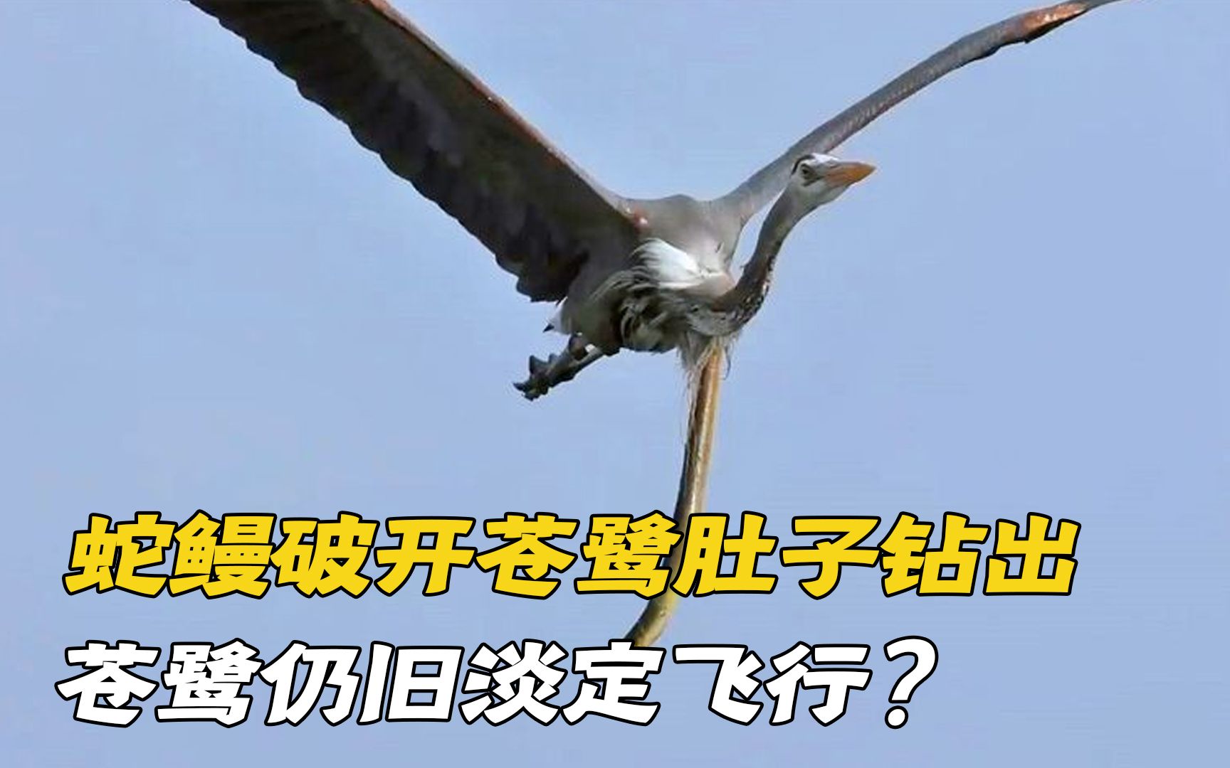 蛇鳗破开苍鹭肚子钻出,苍鹭仍旧淡定飞行,最后二者结局如何?