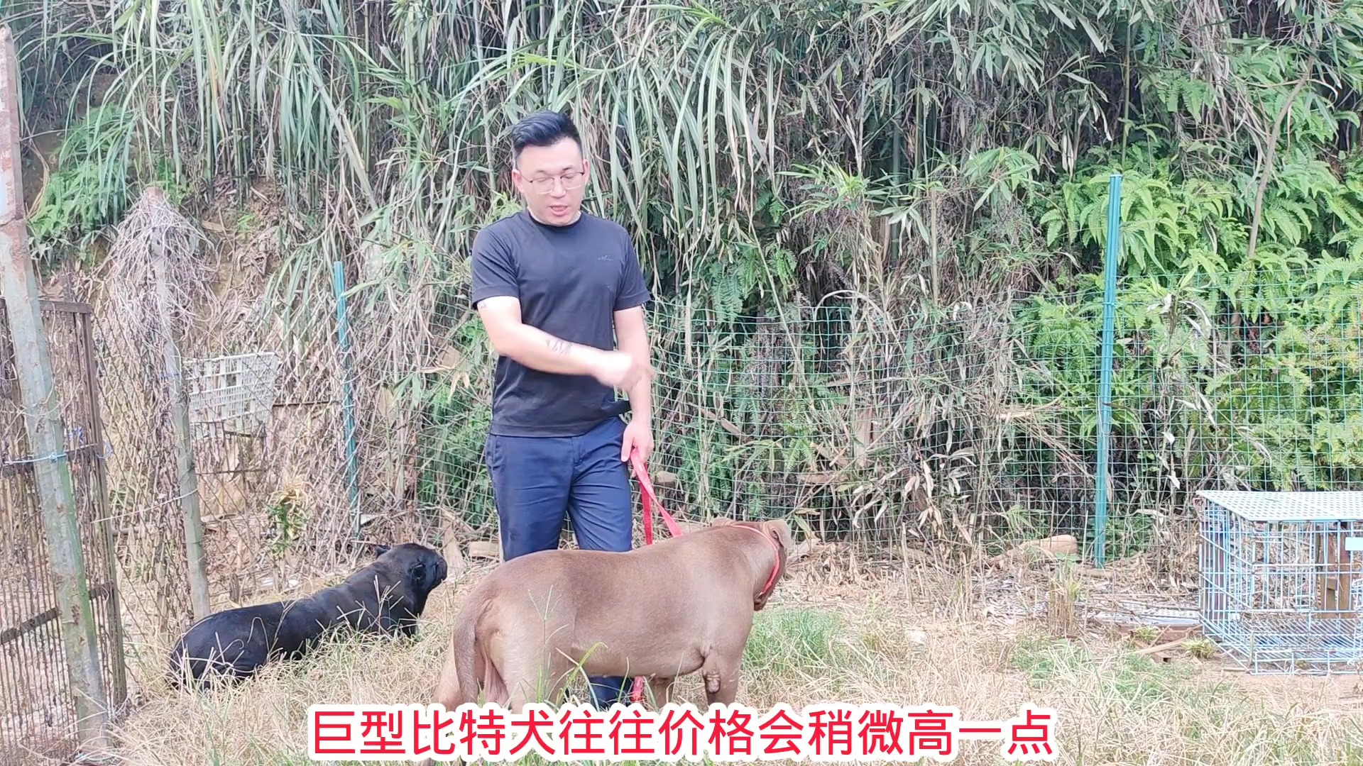 比特犬多少钱图片