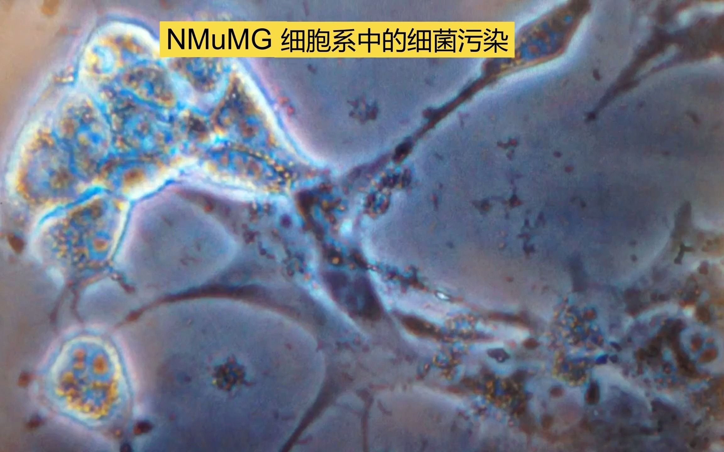 细胞培养细菌污染图片