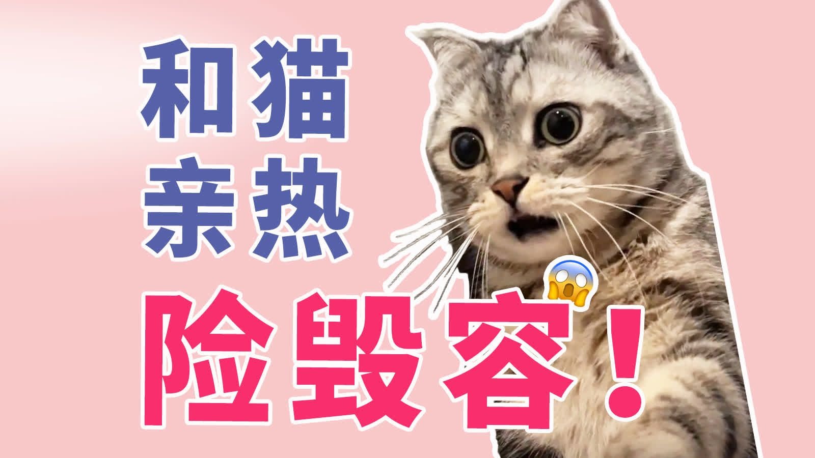 和猫亲热险些毁容！猫最怕一惊一乍-养猫误区