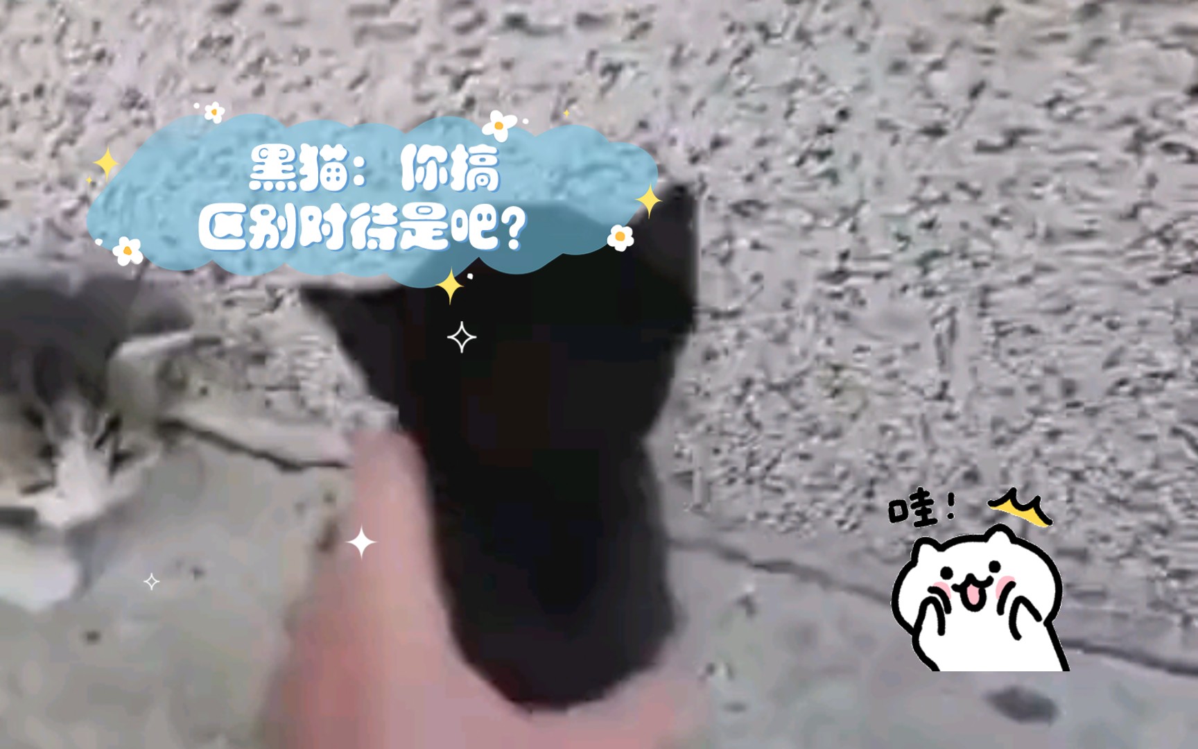 黑猫:你搞区别对待是吧?哔哩哔哩bilibili