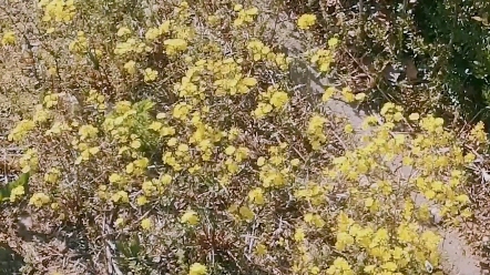 [图]心情不好的时候，去田间吧！看看野花野草，看看耕地，感受秋天的希望正在田间酝酿～