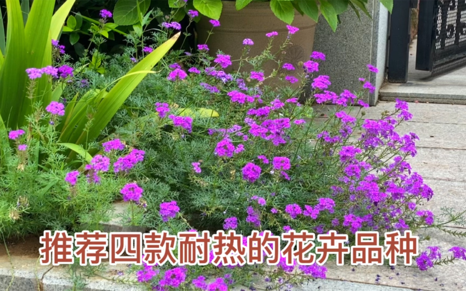 推荐四款耐热的花卉品种哔哩哔哩bilibili