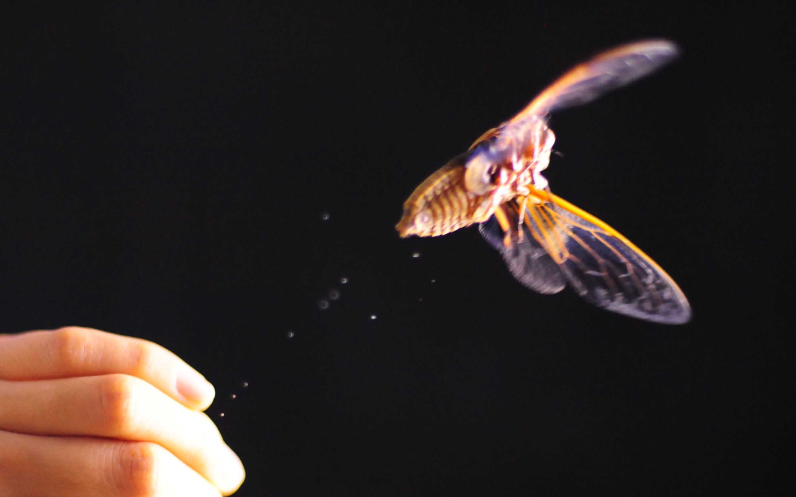 端午特辑:蝉的美丽蜕变