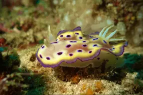 鱼类识别之：昆氏多彩海蛞蝓（Chromodoris kuniei）